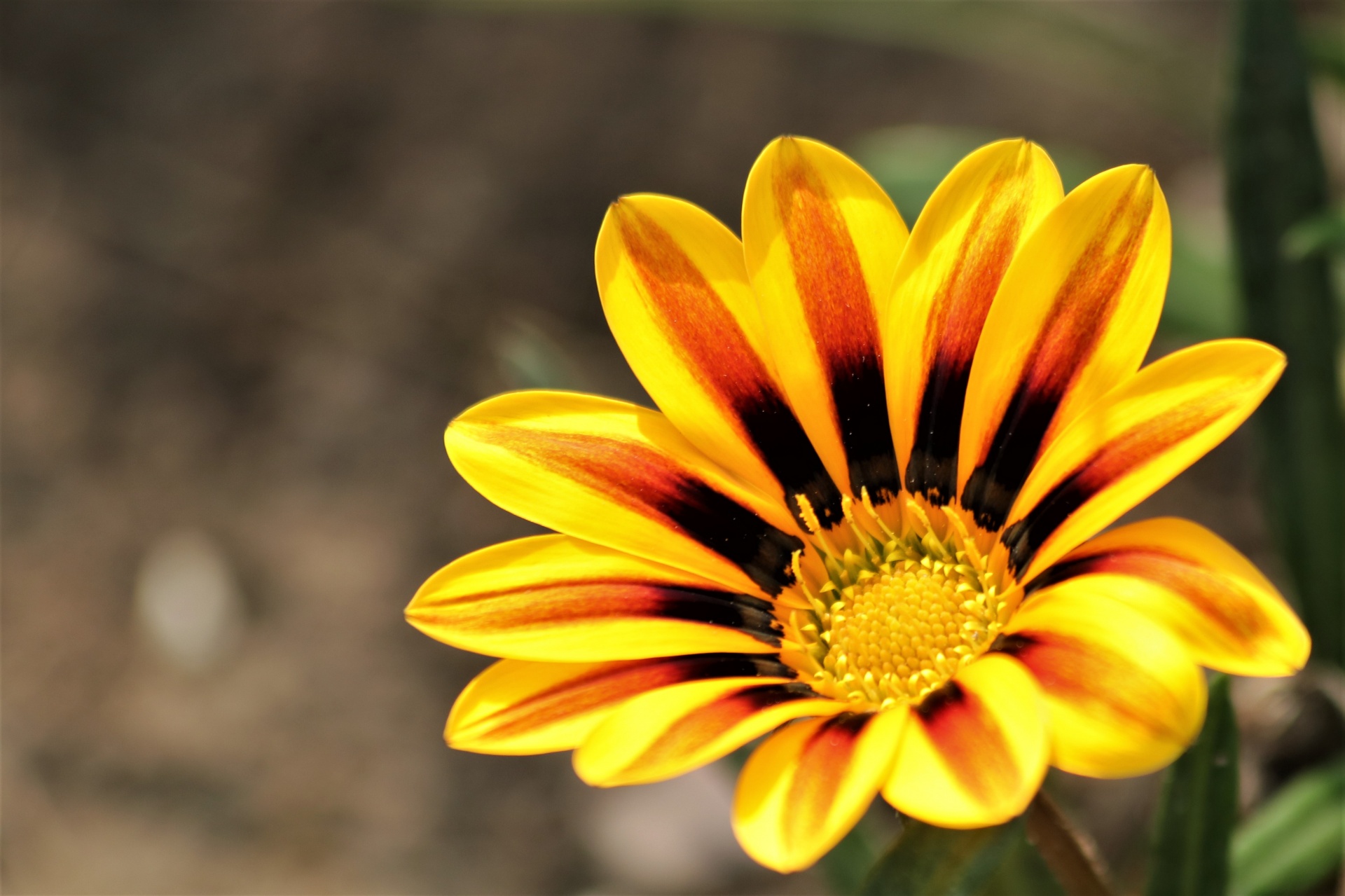 Close-up of a yellow gazania flower, with black and red stripes.