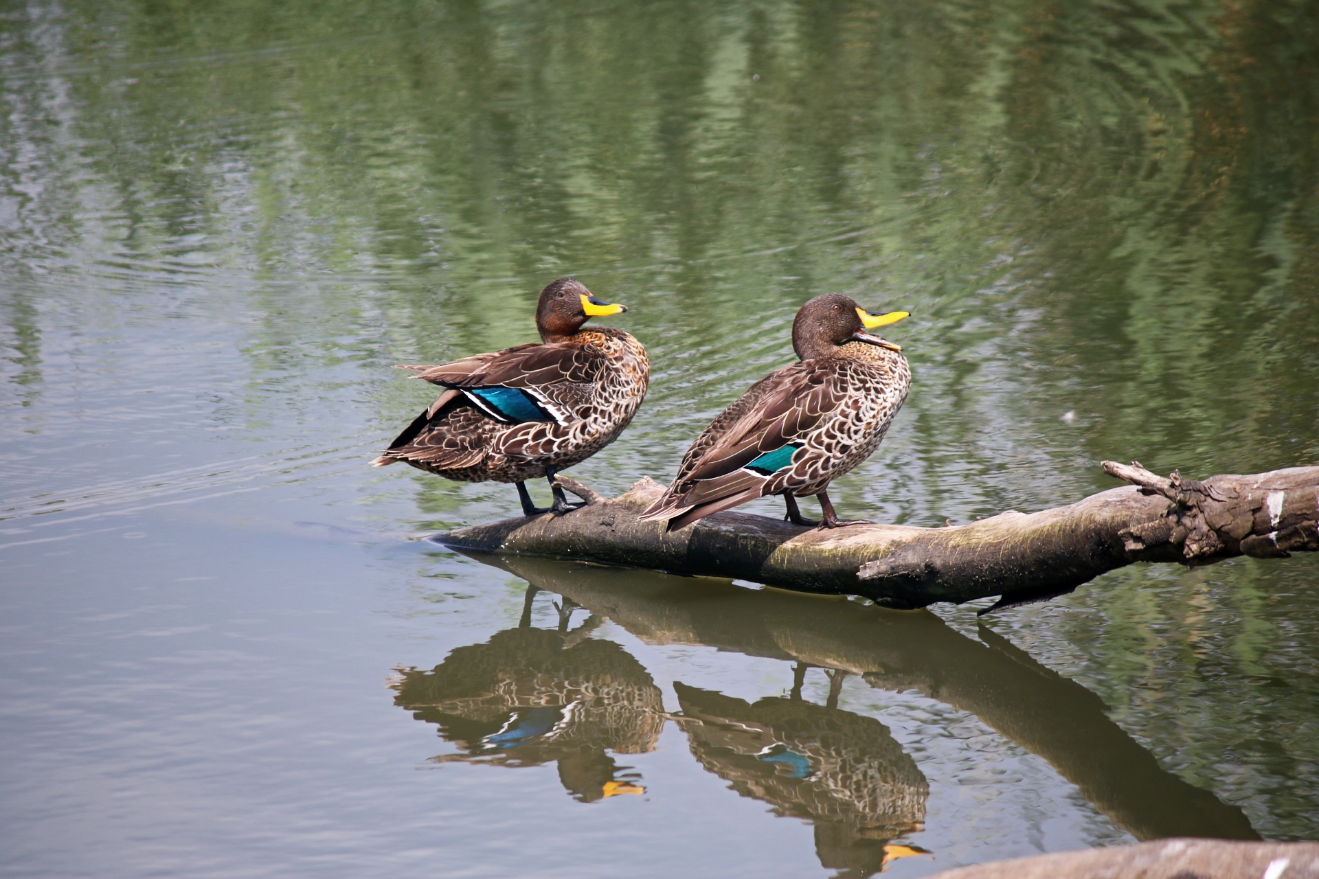 Yellowbilled Ducks On Log On Dam