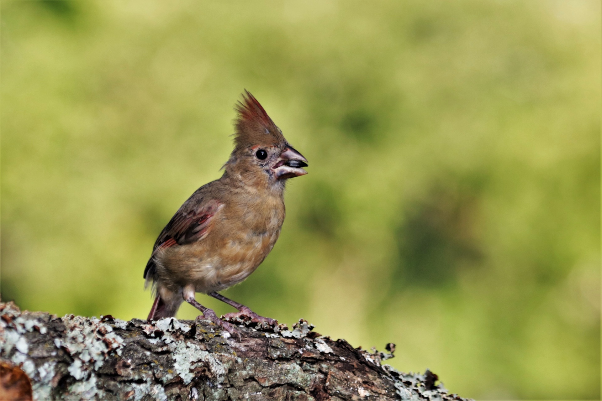 Young Female Cardinal On Branch