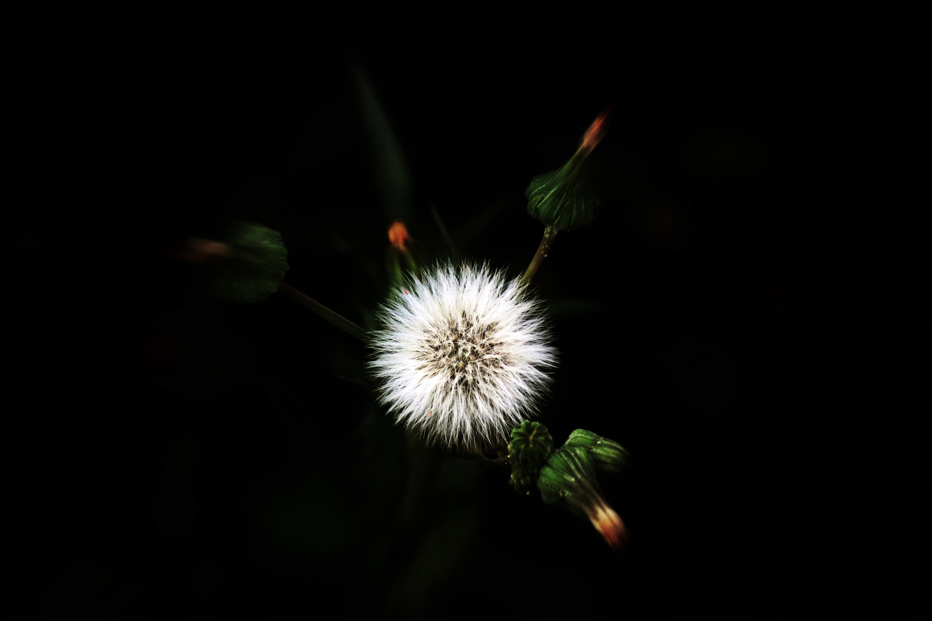 Zoom Burst Effect On Dandelion Seed