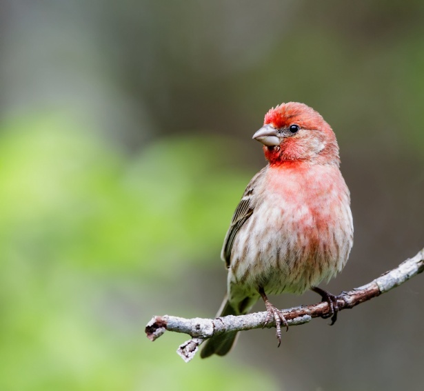 Fåglar med rött huvud Gratis Stock Bild - Public Domain Pictures
