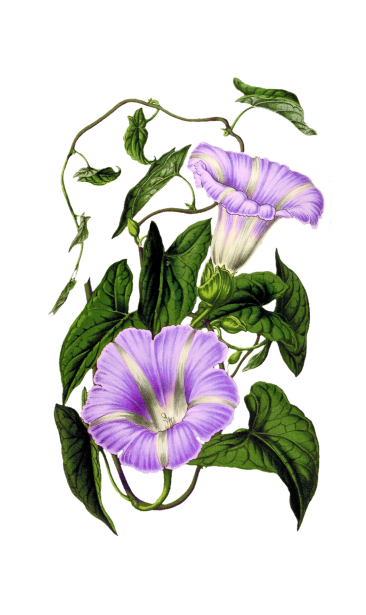Blumen gemalt Kunst Clipart Kostenloses Stock Bild - Public Domain Pictures