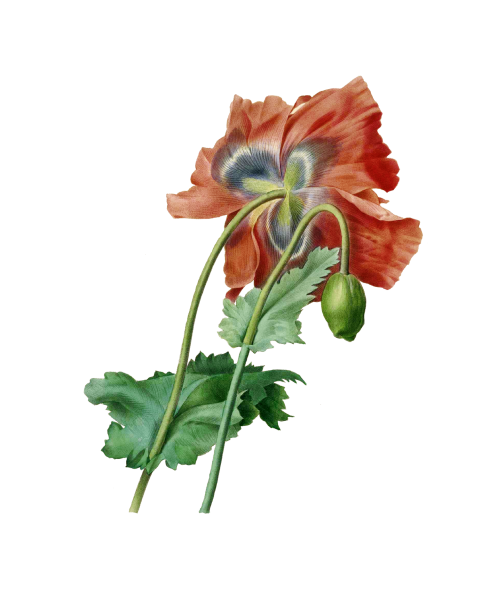 Blossom Old Vintage Poppy Free Stock Photo - Public Domain Pictures