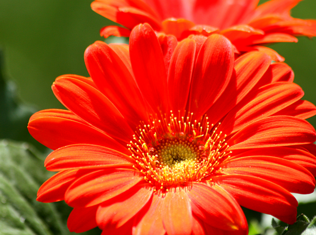 Primer plano de la Margarita de Gerbera Stock de Foto gratis - Public  Domain Pictures