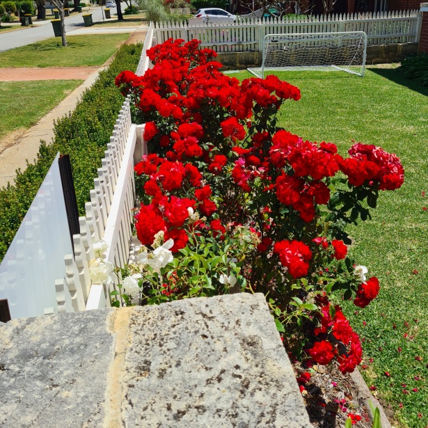 Jardín de rosas rojas de Bengala Stock de Foto gratis - Public Domain  Pictures
