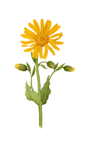 Sunflower Painted Art Clipart Free Stock Photo - Public Domain Pictures