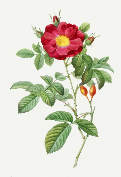 Wildrose Rose gemalt Kunst Kostenloses Stock Bild - Public Domain Pictures