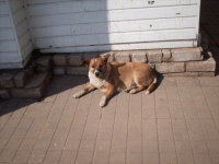 A Stray Dog Lies Against The Wall