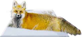 3d Fox In Snow