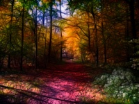 Abstract Forest Path
