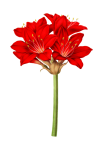 Amaryllis Bloom Flower Red