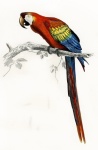 Macaw Parrot Art Vintage