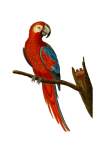 Macaw Parrot Transparent Vintage