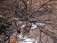 Ash Remains Under Burnt Out Remnant