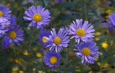 Asters Flowers Blossoms Autumn