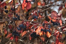 Autumn Berries And Leaves