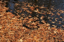 Autumn Leaves On Pond