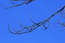Bare Arched Branch Agaisnt Sky