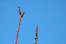 Bare Branches With Buds Strarting