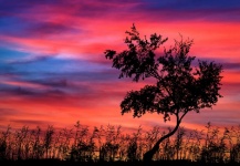 Tree Sunset Landscape