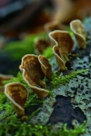 Tree Fungus Tree Mushrooms Wood