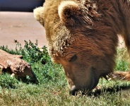 Bear Sniffing The Ground Close-up