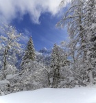 Beautiful Winter Landscape