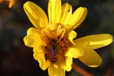 Bee In Grip Of Yellow Crab Spider