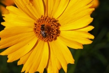 Bee Sitting On Centre Of Daisy