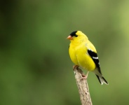 Bird Yellow And Black