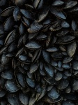 Black Mussels Background