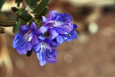 Blue Rosemary Flower On A Shrub