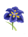 Flower Blossom Iris Art