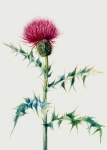 Flower Thistle Vintage Art