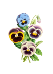 Flower Painted Art Clipart