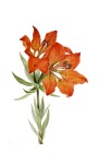 Flower Lily Art Clipart
