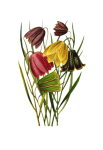 Flowers Painted Art Clipart