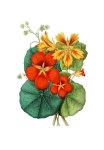 Flowers Painted Art Clipart