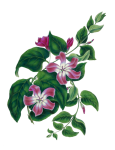 Blossom Flower Creeper Painting