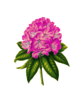 Blossom Painted Art Clipart