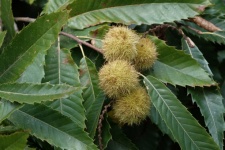 Branch Of Chestnut