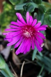 Bright Pink Mesem Succulent Flower