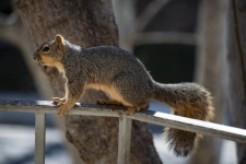 Bryant Fox Squirrel-rail