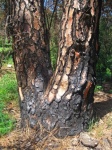 Burnt And Charred Trunk Of A Pine