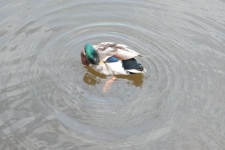 Mallard Duck On The Water