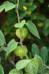 Cape Gooseberries On A Plant