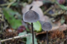 Mushroom Isolated