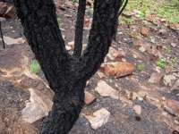 Charcoaled Bark On Tree After Fire