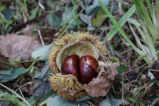 Chestnuts And Nuts