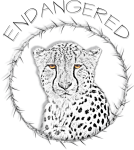 Cheetah Endangered
